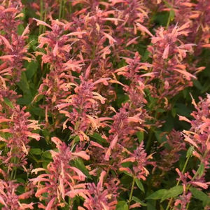 ����������� ��������� �������� Buddleia  Chrysalis� ����� ��� ���� ��� ����������� �������