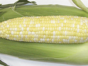 ������ ������ ����� Apollo ���������� � ������� ���������