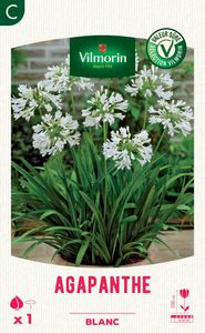 ����� ��������� �������� Arum Zantedeschia Albomaculata ��� ����� ��� ���� ��� �������