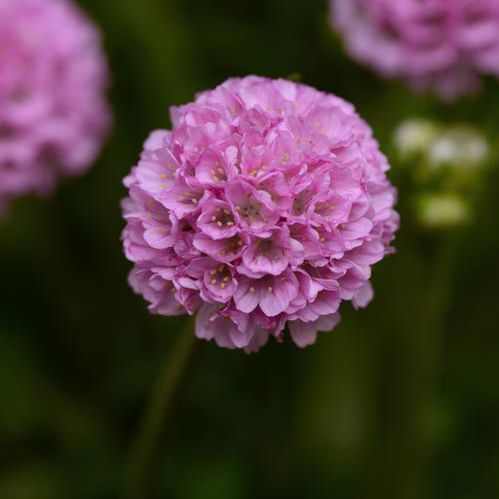 ������� ��������� �������� Armeria pseudarmeria 'Dreameria' ������� ��� ������� ��� ������