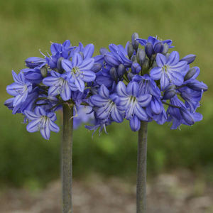 ����������� ��������� �������� Aquilegia EARLYBIRD� ����� ������� ��� ����