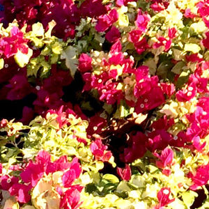 Vista Farms : ������ � ������ ������� -