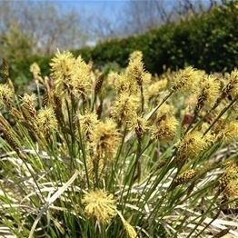 ����������� ��������� �������� Carex pensylvanica 'Straw Hat' ������ ��� ����