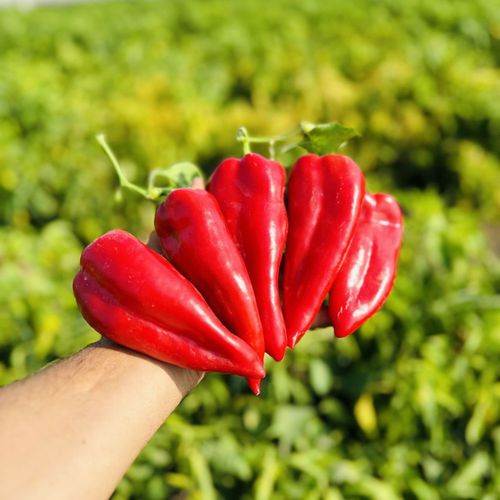 ������� ������ �������� ����� NEFES �������