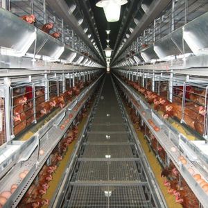FACCO : �������������� -