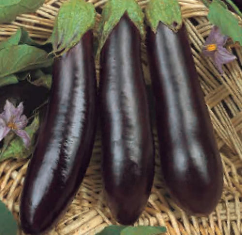 ������ ������ ��������� VIOLETTE DE RIMINI - BIO ������������ ������ ��� ��������� �������