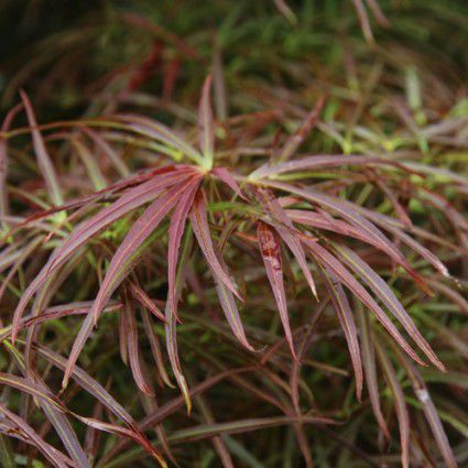 ���������� ������ RED PYGMY