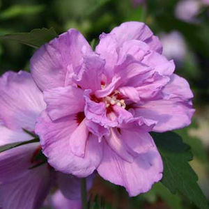 Willowbend Nursery Inc : ������ � ������ ������� -