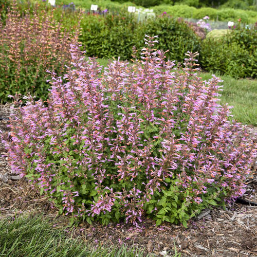 ����������� ��������� �������� Agastache 'Pinky Pie' ������� ��� ����� ��� ����