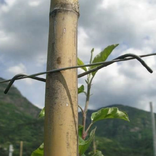 ����� ��� ������������ �� ������� Bamboo