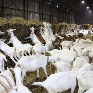��������� ��� ����� ��� ��� milking parlor ��� ������� ���������