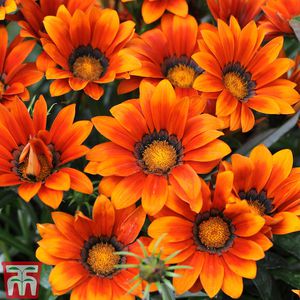 ����������� ������ ������ Poppy ������� ��� ���� ��� �����