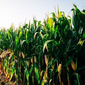 Beck's Hybrids : ������ � ������ ������� -
