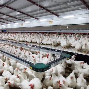 ���������� ������ �� �������� SLAT GALLINAS ��� ������������ ����������������� �������������