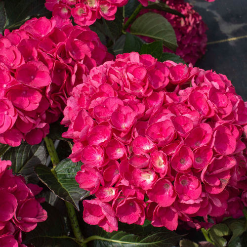 ��������� ��������� ��� ������� Akadama� Hydrangea � �������� �������