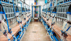 �������� ������ ��� ��� MANCHA ��� ���� 2 �������� �������