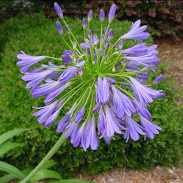 ����������� ������ �������� Agave victoria-reginae 'Porcupine' ��� ���� ��� �������� ���������