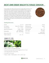 ���� ��� ����� BMR Dwarf CIPAN ����������