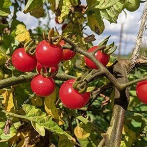 ������ ������ ����� LHR101 ������ ������������ ������ �������