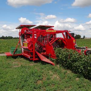 ��������� ������ ��� ���� JOANNA PREMIUM - (HASKAP/ARONIA) ��� ������ ��������� ��� ���� ������������ ���������