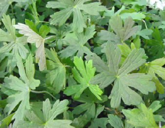 ����������� ��������� �������� Geranium 'Espresso' ���������� ��� ���� �����������������