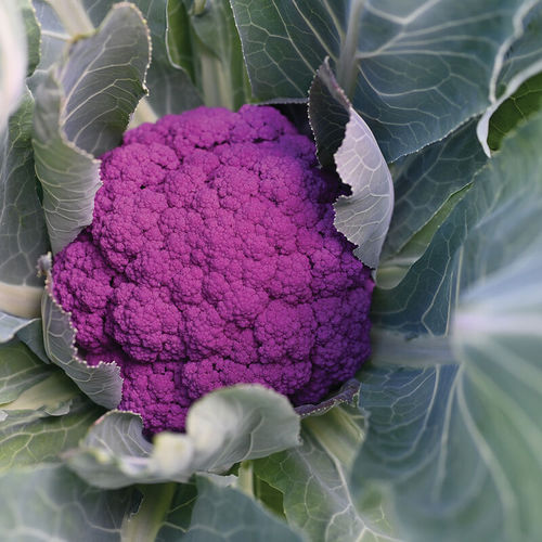 ������ ������ ������� ������� Purple Moon ������� ���������