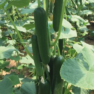 ������ ������ ������� MRC 9019 �������� �������
