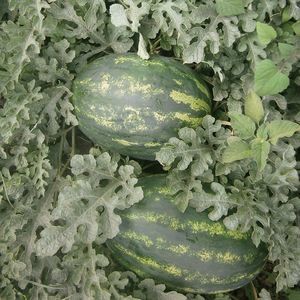 ����� ������ ������ ������ ESTAR 1056 �������� ������� �������