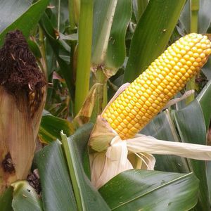 Mas Seeds : ������ � ������ ������� -
