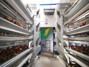 Chengdu Shengxing Poultry Machinery Co., Ltd. : �������������� -