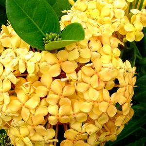 ��������� ��������� ��� ������� Dwarf Yellow ��� ������ � ������� �������