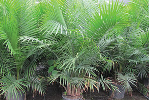 ����������� ������� �������� Roebellenii Palm ��� ����