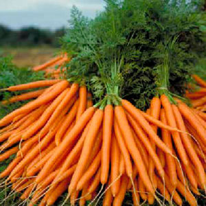 ����������� ������ ������� Sirkana F1 ���������� � ������� ���������� � ������������� �������
