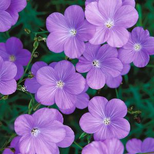 ������� ������ ������ Godetia ����� ������ ��� ���� ��� �������