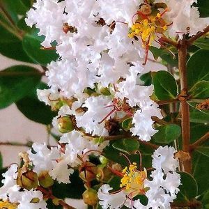 ��������� ��������� ��� �������� Annabelle Hydrangea � ������ �������