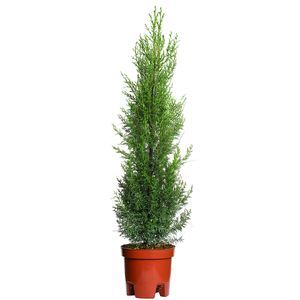 Vivai Piante GIEFFE Soc. agr. semplice : ������ � ������ ������� -