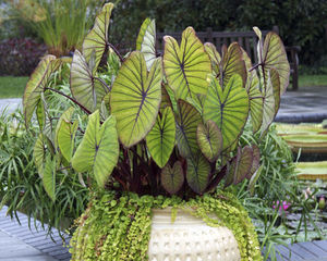 ������� ������ Ficus carica 'Celeste'
