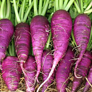 SATIVA : ������ � ������ ������� -