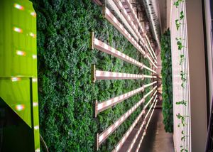 ZipGrow : ����������� -