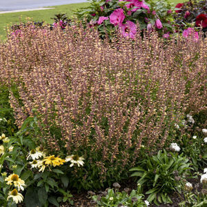 Walters Gardens Inc : ������ � ������ ������� -