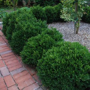 ��������� ��� �������� BUXUS SEMPERVIRENS VARIEGATA