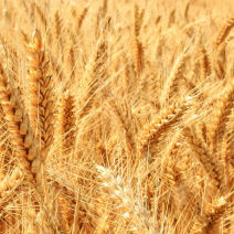Agriobtentions : ������ � ������ ������� -