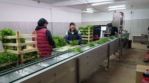 ��������� ������ ��� ������ VegTerra TR80 ��� �����-������������� ���� ���������� ���� 1����