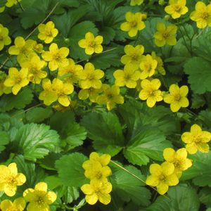 ����������� ��������� �������� Geum fragarioides ������ ��� ���� ��� ������