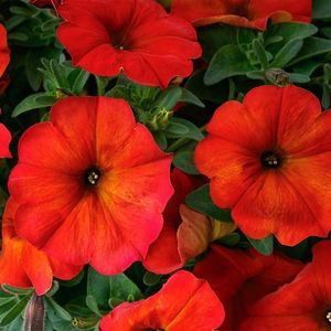 ������� ������ ������ Calipetite� ������� ������ �������