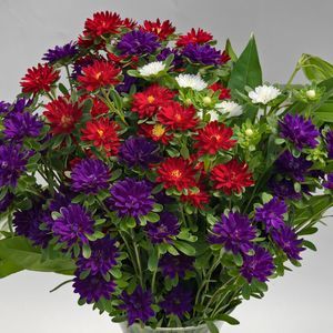 Sakata Seed America Inc : ������ � ������ ������� -