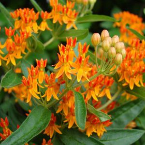 ������� ��������� �������� Goldflame Honeysuckle ������� ��� ���� �������� ��������