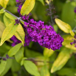 ����������� ��������� �������� Artemisia SunFern� Arcadia ������� ��� ������� ��� ����