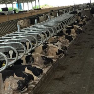 Wilson Agri : �������������������� ��������� -