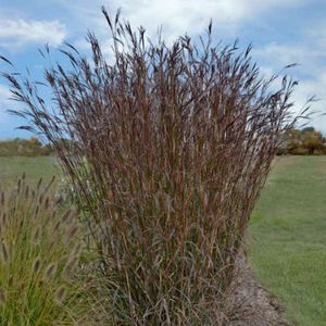 Avant gardens : ������ � ������ ������� -
